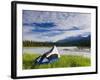 Tent, Kootenay National Park, British Columbia, Canada-Peter Adams-Framed Photographic Print