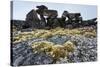 Tent Rings, Nunavut, Canada-Paul Souders-Stretched Canvas