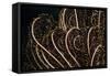 Tentacle of a Haarstern, Lamprometra Palmata, Russell Islands, the Solomon Islands-Reinhard Dirscherl-Framed Stretched Canvas