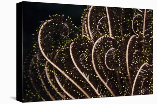 Tentacle of a Haarstern, Lamprometra Palmata, Russell Islands, the Solomon Islands-Reinhard Dirscherl-Stretched Canvas