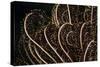 Tentacle of a Haarstern, Lamprometra Palmata, Russell Islands, the Solomon Islands-Reinhard Dirscherl-Stretched Canvas