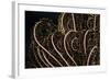 Tentacle of a Haarstern, Lamprometra Palmata, Russell Islands, the Solomon Islands-Reinhard Dirscherl-Framed Photographic Print