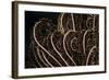 Tentacle of a Haarstern, Lamprometra Palmata, Russell Islands, the Solomon Islands-Reinhard Dirscherl-Framed Photographic Print