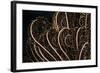 Tentacle of a Haarstern, Lamprometra Palmata, Russell Islands, the Solomon Islands-Reinhard Dirscherl-Framed Photographic Print