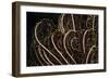 Tentacle of a Haarstern, Lamprometra Palmata, Russell Islands, the Solomon Islands-Reinhard Dirscherl-Framed Photographic Print