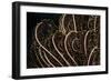 Tentacle of a Haarstern, Lamprometra Palmata, Russell Islands, the Solomon Islands-Reinhard Dirscherl-Framed Photographic Print