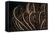 Tentacle of a Haarstern, Lamprometra Palmata, Russell Islands, the Solomon Islands-Reinhard Dirscherl-Framed Stretched Canvas