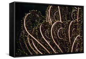 Tentacle of a Haarstern, Lamprometra Palmata, Russell Islands, the Solomon Islands-Reinhard Dirscherl-Framed Stretched Canvas
