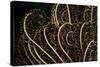 Tentacle of a Haarstern, Lamprometra Palmata, Russell Islands, the Solomon Islands-Reinhard Dirscherl-Stretched Canvas