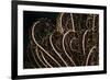 Tentacle of a Haarstern, Lamprometra Palmata, Russell Islands, the Solomon Islands-Reinhard Dirscherl-Framed Photographic Print