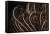 Tentacle of a Haarstern, Lamprometra Palmata, Russell Islands, the Solomon Islands-Reinhard Dirscherl-Framed Stretched Canvas