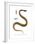 Tentacle Snake-null-Framed Giclee Print