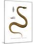 Tentacle Snake-null-Mounted Giclee Print