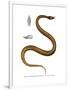 Tentacle Snake-null-Framed Premium Giclee Print