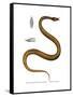 Tentacle Snake-null-Framed Stretched Canvas