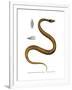 Tentacle Snake-null-Framed Giclee Print