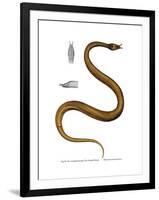 Tentacle Snake-null-Framed Giclee Print
