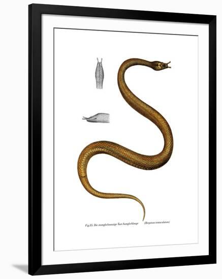 Tentacle Snake-null-Framed Giclee Print