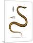 Tentacle Snake-null-Mounted Giclee Print