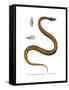 Tentacle Snake-null-Framed Stretched Canvas