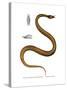 Tentacle Snake-null-Stretched Canvas