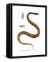 Tentacle Snake-null-Framed Stretched Canvas