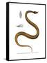 Tentacle Snake-null-Framed Stretched Canvas