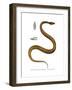 Tentacle Snake-null-Framed Giclee Print