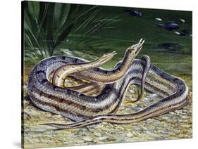 Tentacled Snake (Erpeton Tentaculatum), Colubridae, Drawing-null-Stretched Canvas