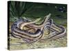 Tentacled Snake (Erpeton Tentaculatum), Colubridae, Drawing-null-Stretched Canvas