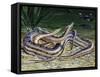 Tentacled Snake (Erpeton Tentaculatum), Colubridae, Drawing-null-Framed Stretched Canvas