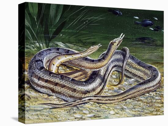 Tentacled Snake (Erpeton Tentaculatum), Colubridae, Drawing-null-Stretched Canvas