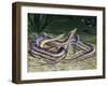 Tentacled Snake (Erpeton Tentaculatum), Colubridae, Drawing-null-Framed Giclee Print