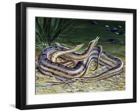 Tentacled Snake (Erpeton Tentaculatum), Colubridae, Drawing-null-Framed Giclee Print