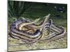 Tentacled Snake (Erpeton Tentaculatum), Colubridae, Drawing-null-Mounted Giclee Print