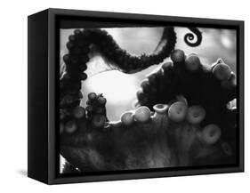 Tentacles of Octopus-Henry Horenstein-Framed Stretched Canvas