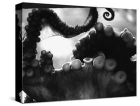 Tentacles of Octopus-Henry Horenstein-Stretched Canvas