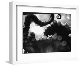 Tentacles of Octopus-Henry Horenstein-Framed Photographic Print