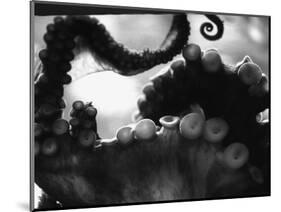 Tentacles of Octopus-Henry Horenstein-Mounted Photographic Print