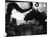 Tentacles of Octopus-Henry Horenstein-Mounted Photographic Print