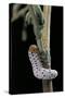 Tenthredo Neobesa (Common Sawfly, Tenthredinid Sawfly) - Larva-Paul Starosta-Stretched Canvas
