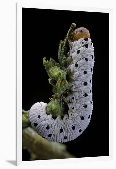 Tenthredo Neobesa (Common Sawfly, Tenthredinid Sawfly) - Larva-Paul Starosta-Framed Photographic Print