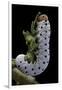 Tenthredo Neobesa (Common Sawfly, Tenthredinid Sawfly) - Larva-Paul Starosta-Framed Photographic Print