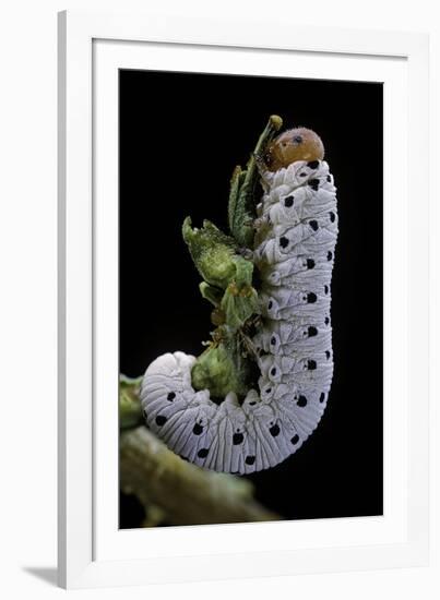 Tenthredo Neobesa (Common Sawfly, Tenthredinid Sawfly) - Larva-Paul Starosta-Framed Photographic Print