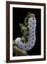 Tenthredo Neobesa (Common Sawfly, Tenthredinid Sawfly) - Larva-Paul Starosta-Framed Photographic Print