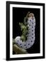 Tenthredo Neobesa (Common Sawfly, Tenthredinid Sawfly) - Larva-Paul Starosta-Framed Photographic Print