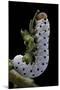 Tenthredo Neobesa (Common Sawfly, Tenthredinid Sawfly) - Larva-Paul Starosta-Mounted Photographic Print