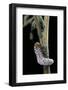 Tenthredo Neobesa (Common Sawfly, Tenthredinid Sawfly) - Larva-Paul Starosta-Framed Photographic Print