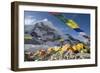 Tents of Mountaineers Scattered Along Khumbu Glacier, Base Camp, Mt Everest, Nepal-David Noyes-Framed Photographic Print