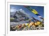 Tents of Mountaineers Scattered Along Khumbu Glacier, Base Camp, Mt Everest, Nepal-David Noyes-Framed Photographic Print